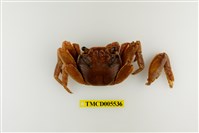 藏品(白紋方蟹)的圖片